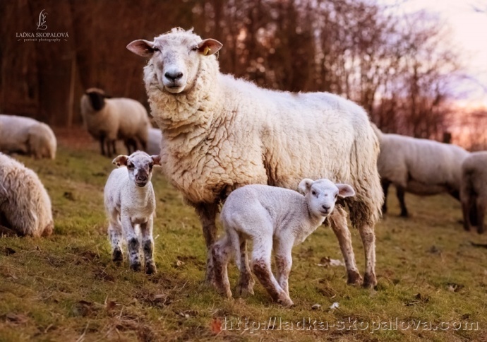 Tierfotografie ist an sich schon eine schwierige Disziplin – die Autorin hat hier aber genau im richtigen Augenblick abgedrückt. Autor: Laďka Skopalová Photography