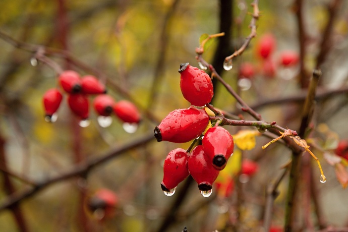 Obwohl das Foto sehr farbenfroh ist, verspürt man dennoch die melancholische Herbstlaune und Kälte. Autor: Keoki-foto