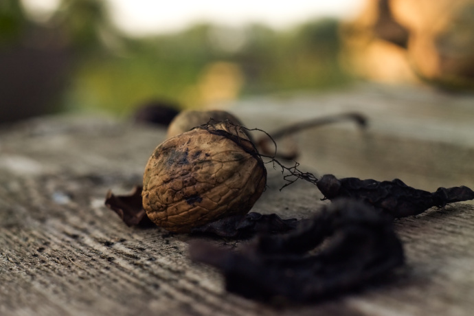 Bei einem herbstlichen Spaziergang kann Ihnen so einiges vor die Füße fallen, etwa auch eine vergessene Nuss. Autor: misa.dasty