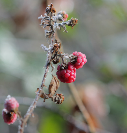 Der Morgenfrost verleiht den Pflanzen wunderschöne Eismäntel. Eine perfekte Gelegenheit, diese Pracht einzufangen, auch wenn Ihnen beim Drücken des Auslösers die Finger frieren werden. Autor: Patrik Slezák