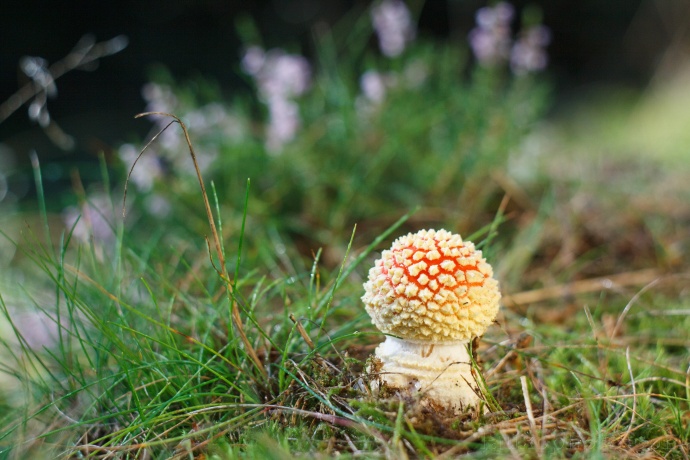 Im dunklen Wald sind viele fotografische Schätze verborgen, man muss sie in dem düsteren Dickicht nur finden! Autor: Radek Lauko