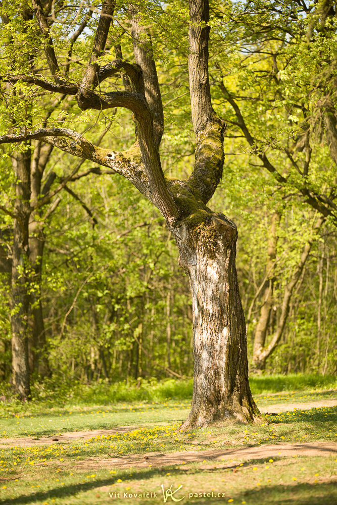 Canon 5D Mark II, Canon EF 70-200/2,8 IS II, 1/125 s, f/2.8, ISO 125, Brennweite 130 mm