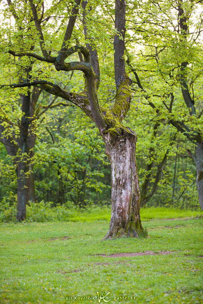 Canon 5D Mark II, Canon EF 70-200/2,8 IS II, 1/125 s, f/2.8, ISO 1000, Brennweite 105 mm