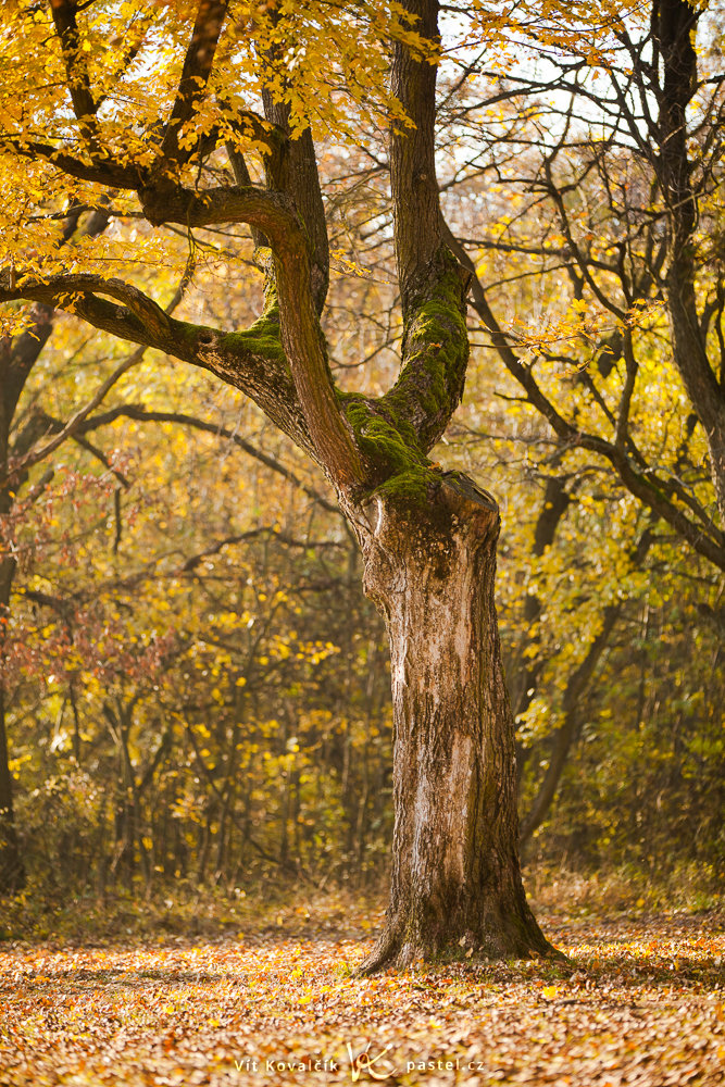 Canon 5D Mark II, Canon EF 70-200/2,8 IS II, 1/80 s, f/2.8, ISO 100, Brennweite 142 mm