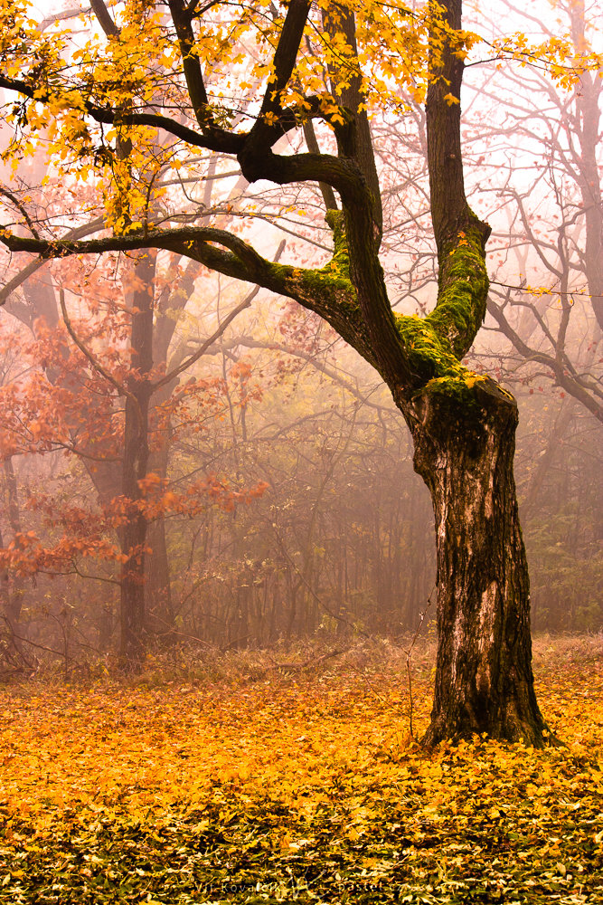 Canon 40D, Canon EF-S 55-250/4-5,6 IS, 4 s, f/9, ISO 200, Brennweite 55 mm