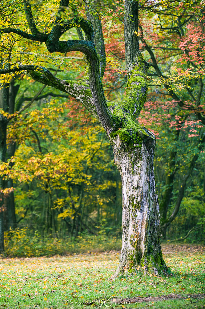 Canon 5D Mark II, Canon EF 70-200/2,8 IS II, 1/125 s, f/2.8, ISO 200, Brennweite 125 mm