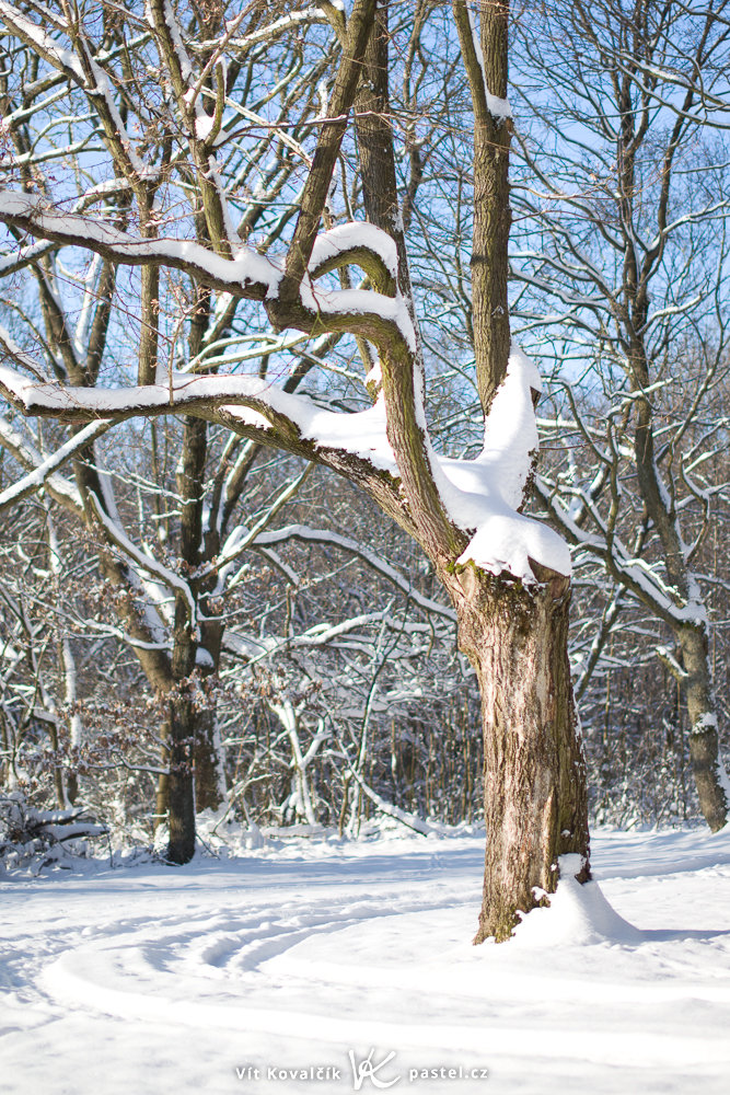 Canon 5D Mark II, Sigma 50/1,5 EX, 1/1250 s, f/1.4, ISO 100, Brennweite 50 mm (allerdings ein deutlicher Ausschnitt, damit die Aufnahme in etwa den anderen entspricht)