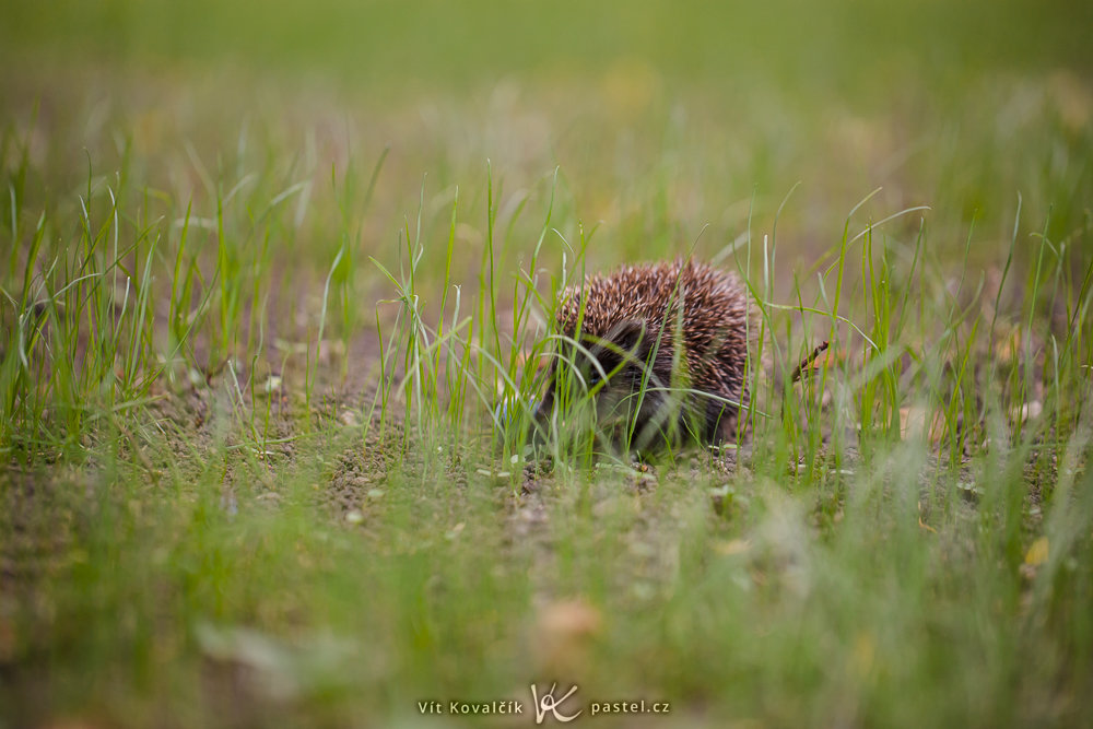 Canon 5D Mark III, Canon EF 100/2,8 Macro IS , 1/160 s, f/2.8, ISO 500, Brennweite 100 mm