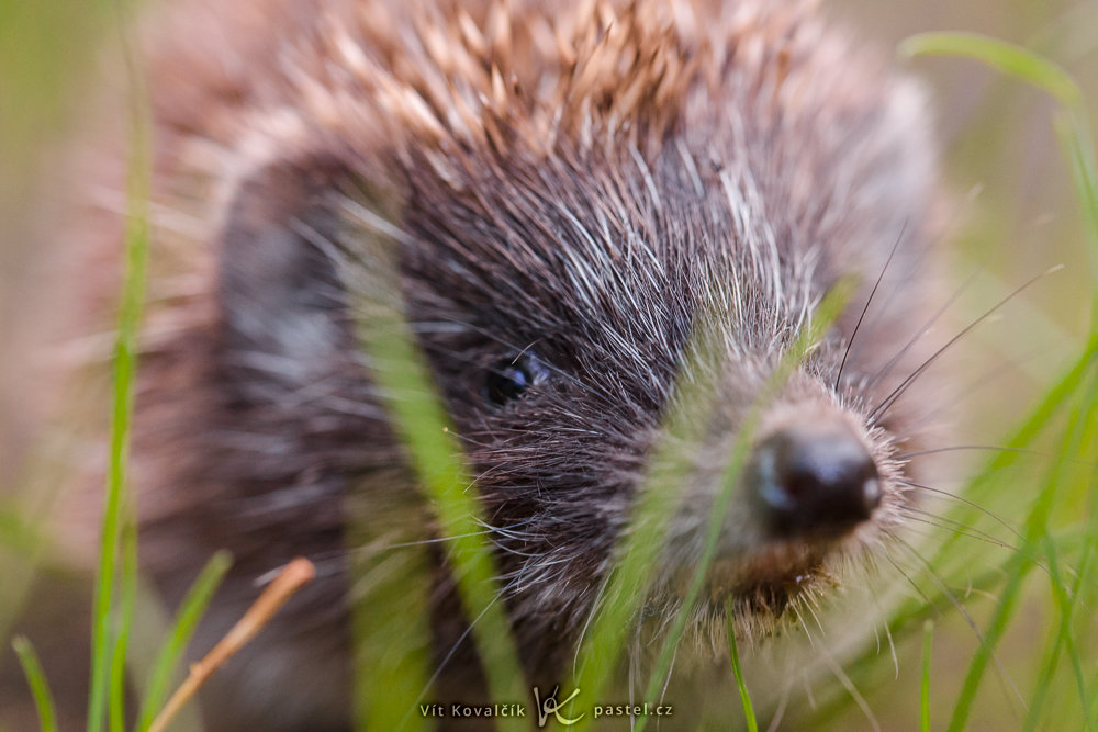 Canon 5D Mark III, Canon EF 100/2,8 Macro IS , 1/125 s, f/4.5, ISO 4000, Brennweite 100 mm