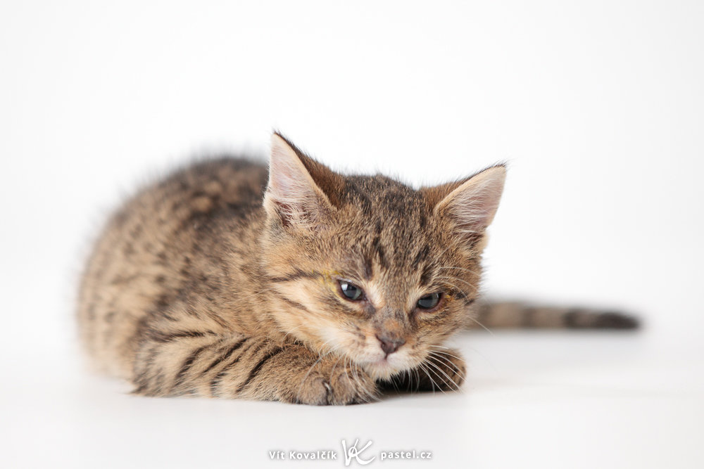 Canon 5D Mark II, Canon EF 70-200/2,8 IS II, 1/190 s, f/2.8, ISO 400, Brennweite 190 mm