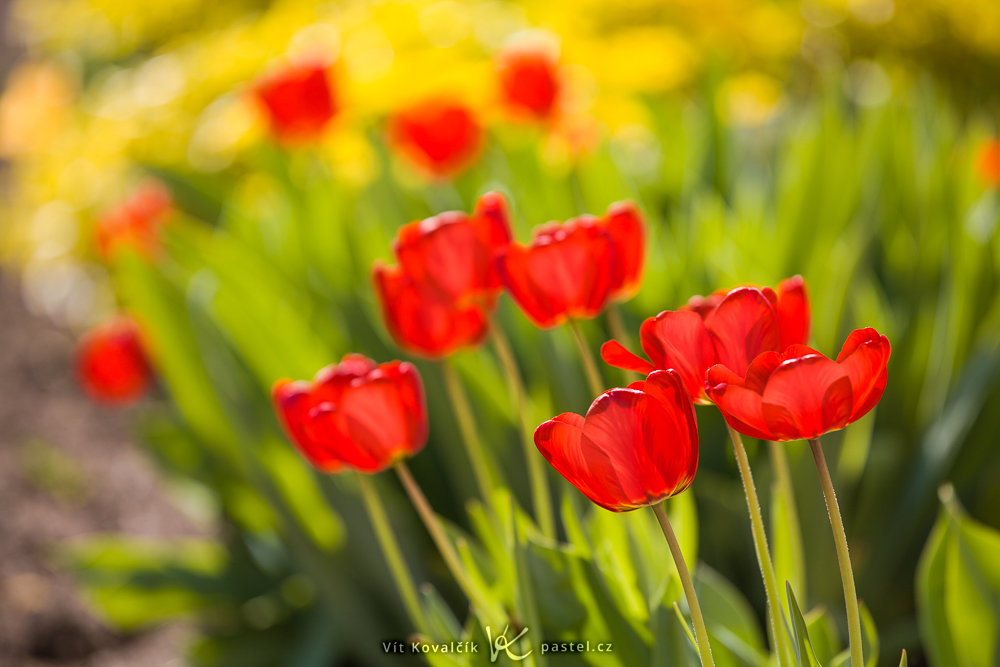 Canon 5D Mark II, Canon EF 70-200/2,8 IS II, 1/500 s, f/4, ISO 100, Brennweite 200 mm