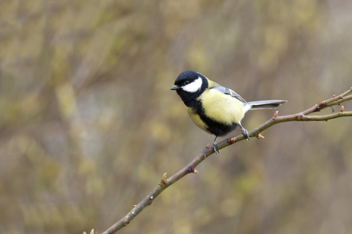Trainieren Sie die richtige Komposition anzuwenden. Canon EOS 6D, Tamron 150-600/5-6.3, 1/400s, f/6.3, ISO 800, 500 mm