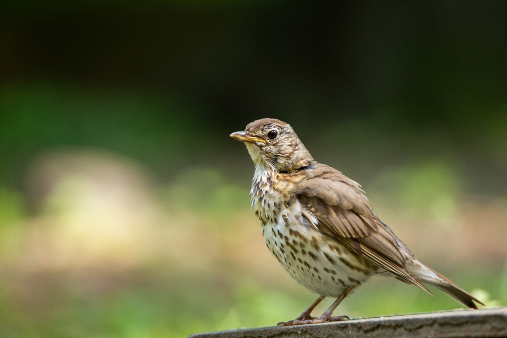 Manchmal muss man lange warten bis der richtige Moment kommt. Canon EOS 7D, Canon EF 300/4 IS, 1/1250s, f/5, ISO 320, 300 mm