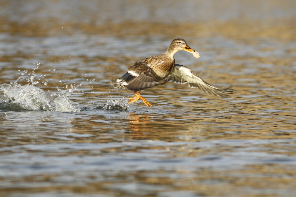 Die Schärfe des Bildes und ein schnelles Reaktionsvermögen des Fotografen sind die Basis für gute Fotoergebnisse. Canon EOS 1D Mark III, Tamron 150-600/5-6.3, 1/400s, f/7.1, ISO 1200, 600 mm