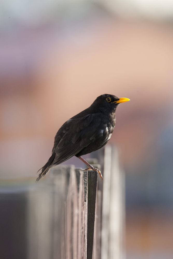 Während der goldenen Stunde sind die Farben viel wärmer. Canon EOS 1D Mark III, Tamron 150-600/5-6.3, 1/400 s, f/7.1, ISO 1200, 600 mm