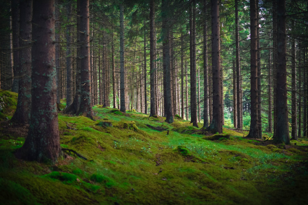 Schwedische Wälder sind sehr grün und mit einer so dicken Moosschicht überdeckt, dass Sie das Gefühl bekommen, Sie würden im Boden versinken. Nikon D3300, AF-S NIKKOR 35 mm 1:1.8 G, 1/200 s, f/1.8, ISO 100