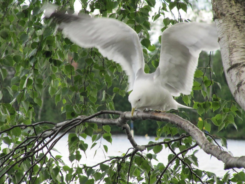 4-finland-bird-1024x768
