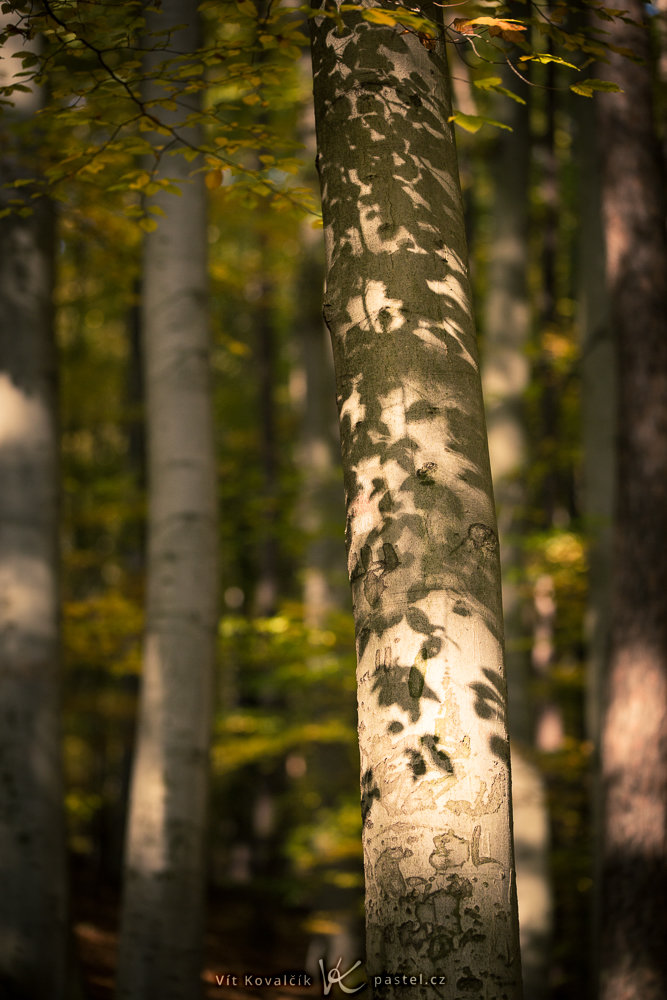 Canon 5D Mark III, Canon EF 70-200/2.8 IS II, 1/250 s, F2,8, ISO 400, Brennweite 115 mm