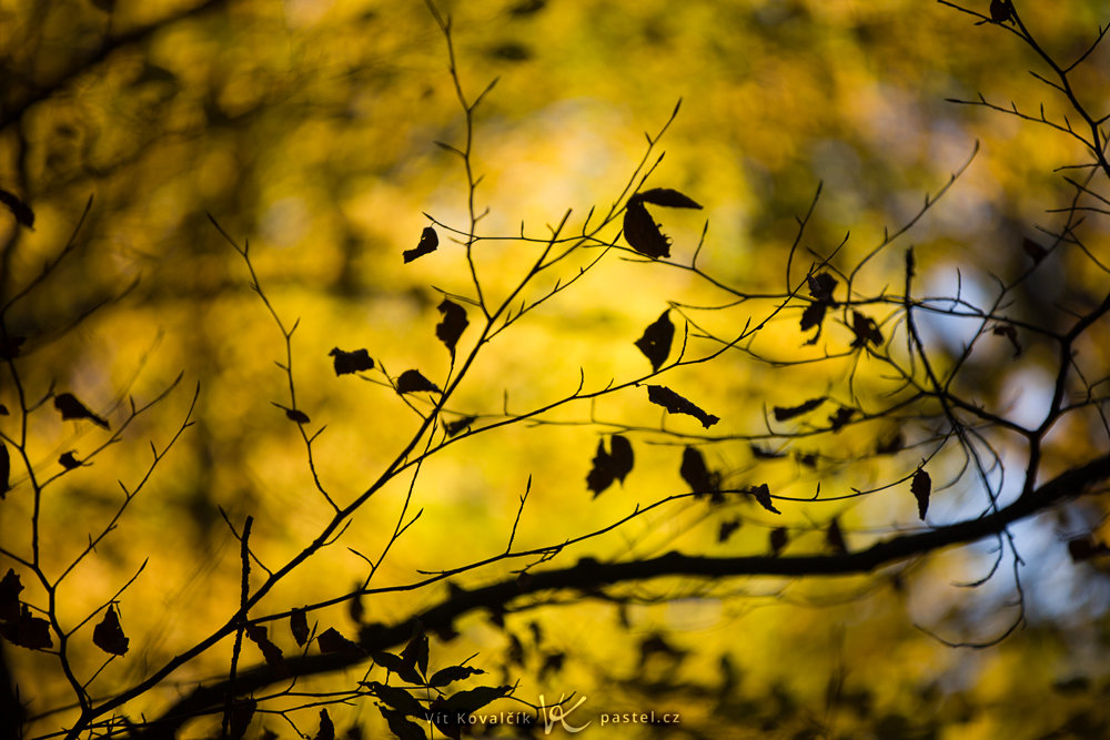 Canon 5D Mark III, Canon EF 70-200/2.8 IS II, 1/1600 s, F2,8, ISO 400, Brennweite 200 mm
