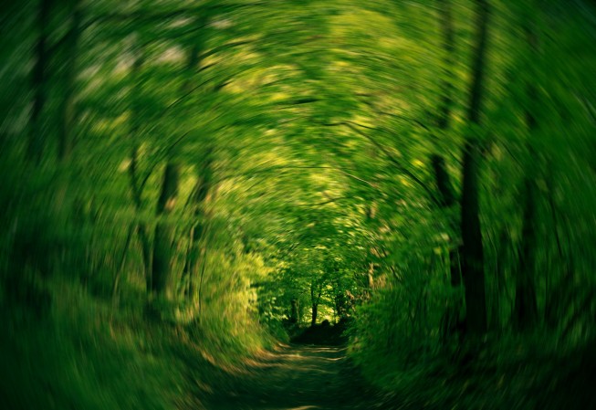 Durch Ziehen des Objektivs zur Seite während der Belichtung entsteht ein Eindruck von Bewegung. Foto: Rastislav P.