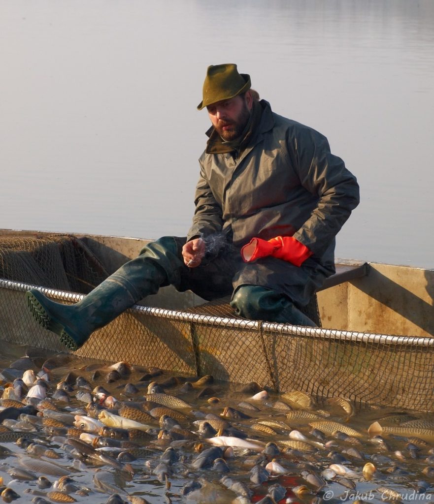 Eine kurze Pause während der Arbeit; ein Fischer beim Abfischen des Teichs Bezruč. Olympus, E-420, Olympus ZUIKO 40-150/3.5-5.6, ISO 400, f8, 1/800 s, Brennweite 150 mm