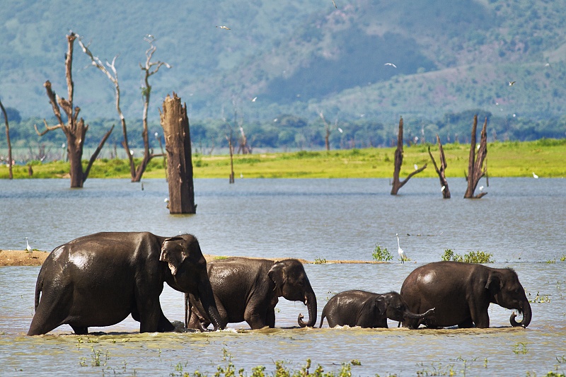 Foto einer Elefantenfamilie, aufgenommen mit einem 400mm Objektiv. Canon EOS 1D Mark IV, Canon EF 400 mm F5.6L USM, 1/1250 s, F5.6, ISO 200, Foto: Majo Eliáš.