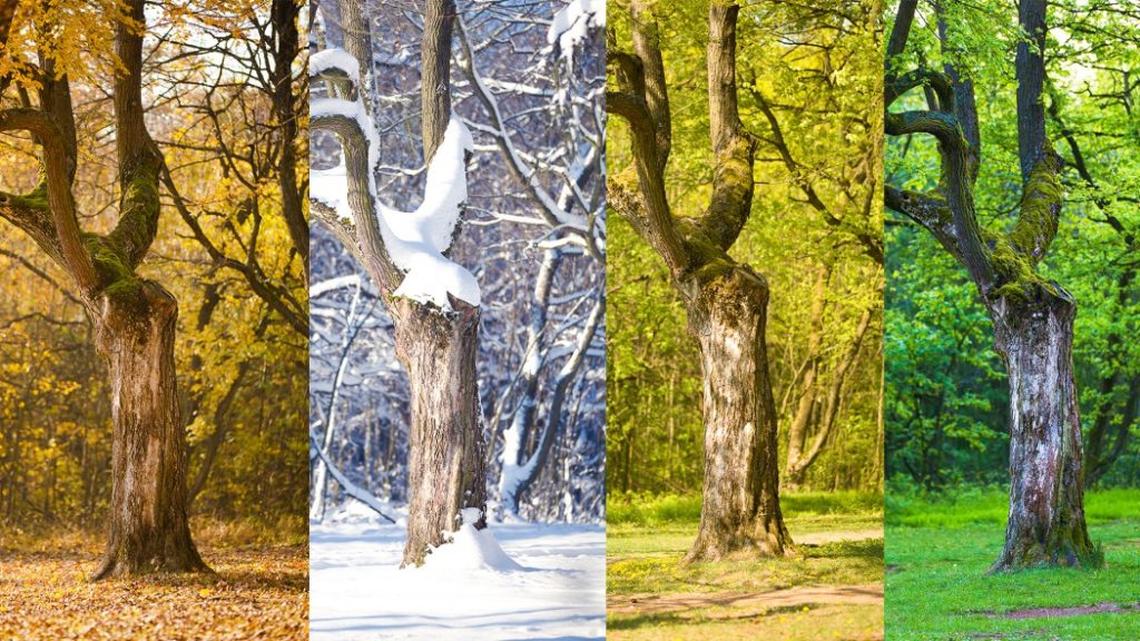 Ein Baum, vier Jahreszeiten. Foto: Vít Kovalčík