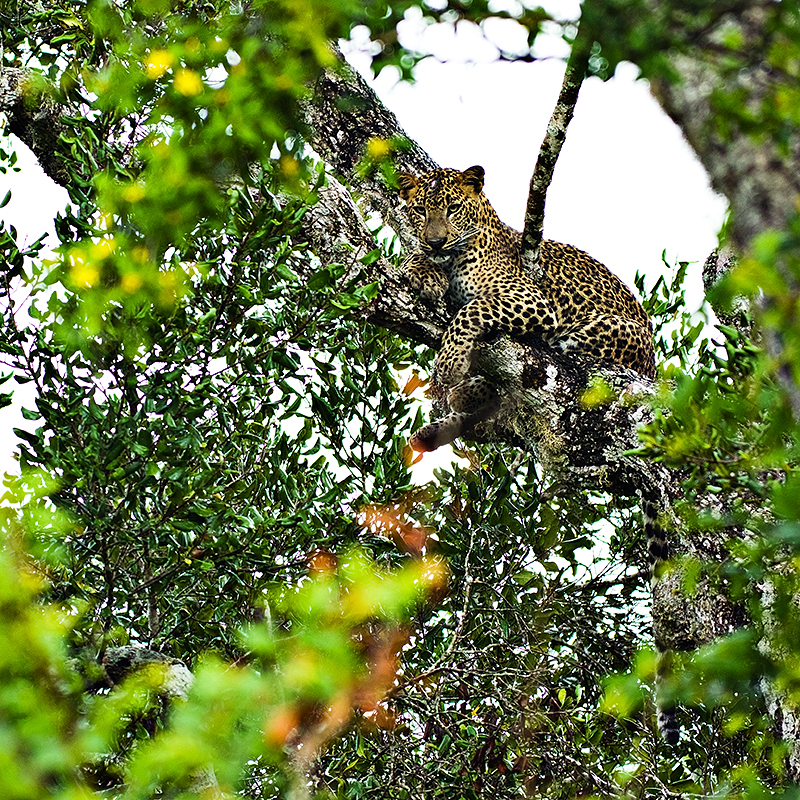 Ein Leopard. Aufnahme mit einer Brennweite von 400 mm und bei regnerischem Wetter.
