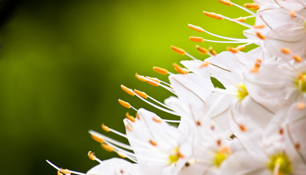 Pflanzen Und Blumen Gekonnt Fotografieren Fotografieren Lernen Von Zoner Photo Studio