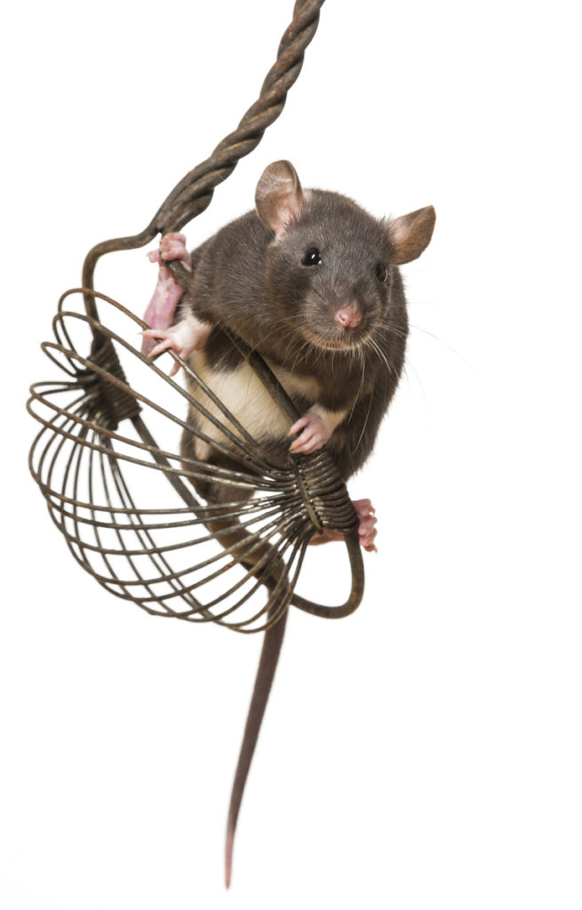 Bei Tieren die gerne klettern, können Sie einen Hindernisparcour bauen und die Tierchen während der Aktion fotografieren. Hier klettert die Ratte entlang einer alten Schöpfkelle. Nikon D800, Nikon 28–300/3.5–5.6, 1/250 s, f/18, ISO 100, Brennweite 190 mm