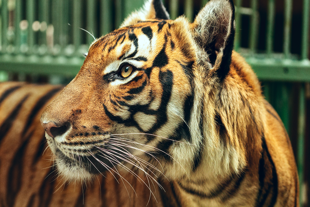 Gekonnte Anwendung der Fokusmethoden: Autofokus-Automatik, Al Focus oder AF-A.