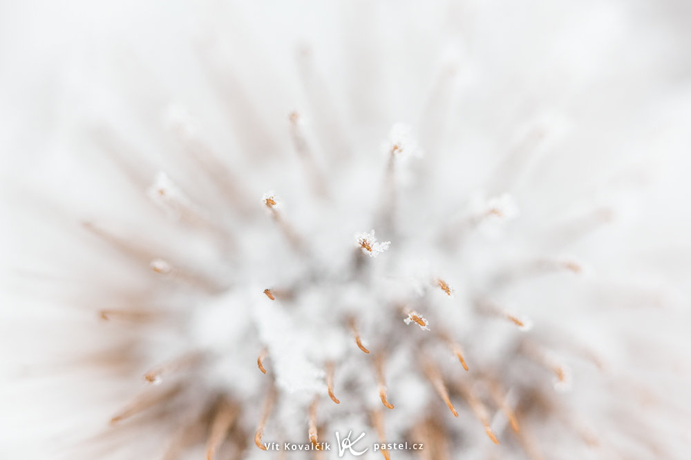 Eine Distel, die aus extrem naher Distanz fotografiert wurde.