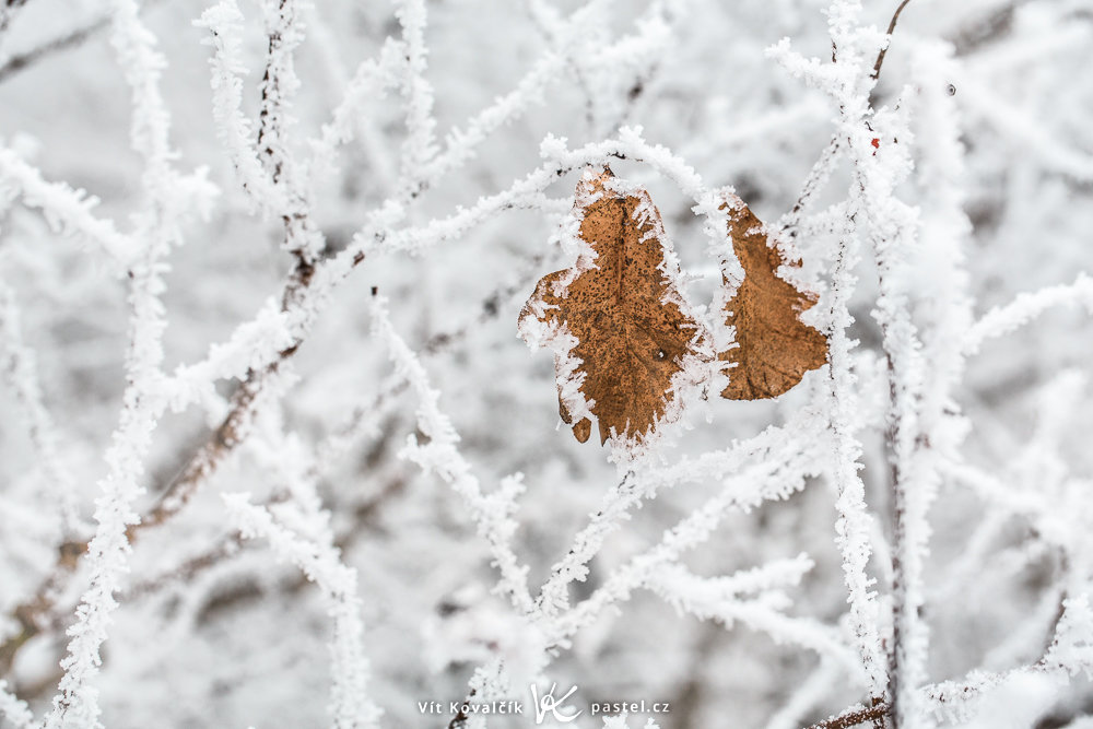 Blätter auf einem Baum mit Raufrost im Januar.