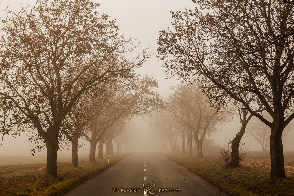 Wie man bei Nebel fotografiert: Die Bäume verschwinden optisch in der Ferne.