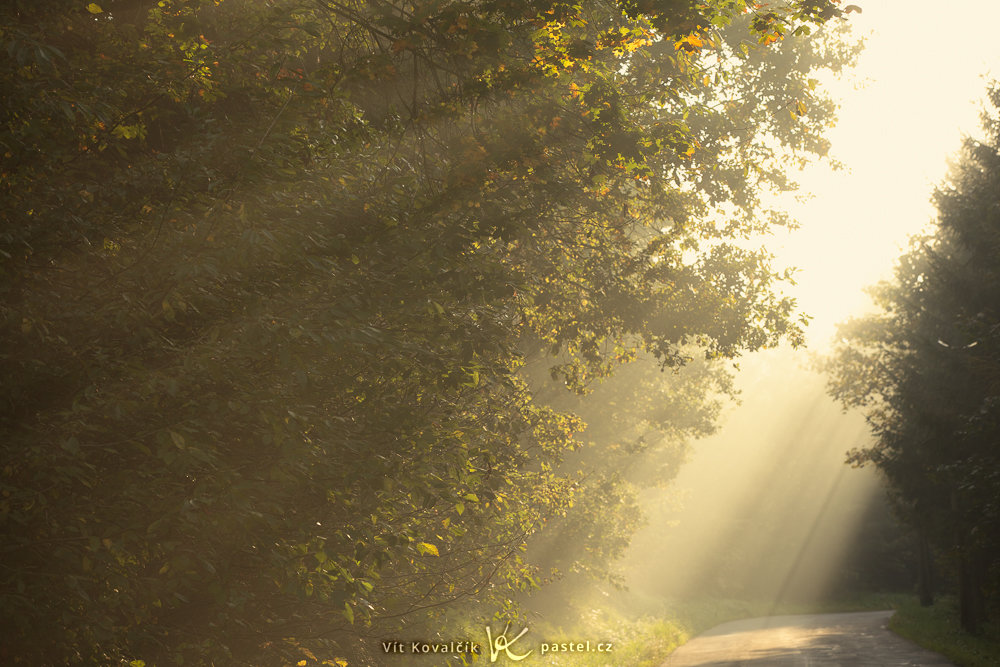 Wie man bei Nebel fotografiert: Sonnenstrahlen am frühen Morgen bei Nebel.