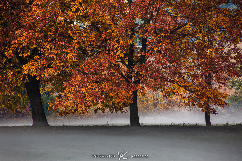 Wie man bei Nebel fotografiert: Drei Bäume über der Nebellinie.