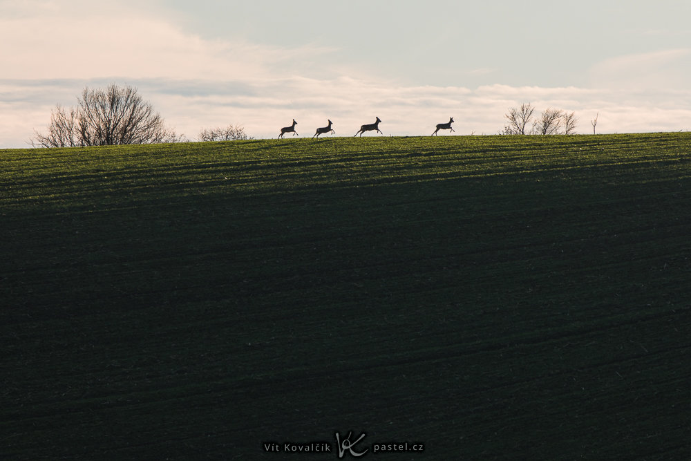 Landschaftsaufnahmen mit dem Teleobjektiv: das Wild wollte sichtlich hinter dem Horizont verschwinden – daher konnte ich die Komposition bereits im Vorfeld vorbereiten.
