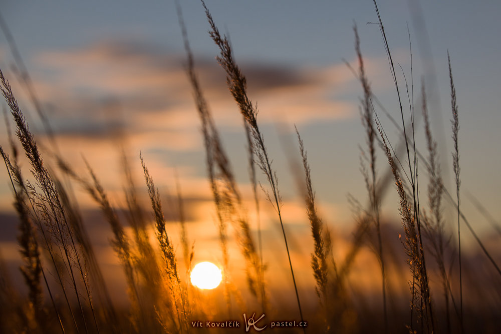 Aufnahmen bei Gegenlicht: Detailaufnahme des Grases mit der Sonne im Hintergrund.