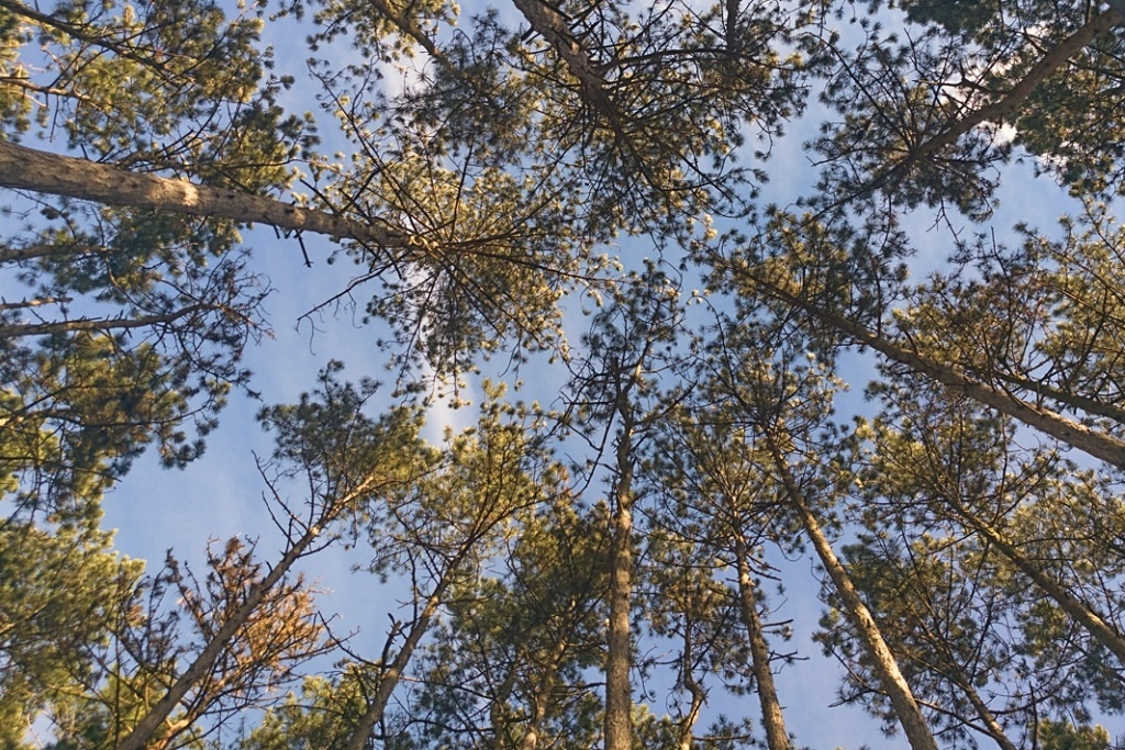 Bearbeitungen, die Ihre Fotos vom Smartphone verbessern: finalbild.
