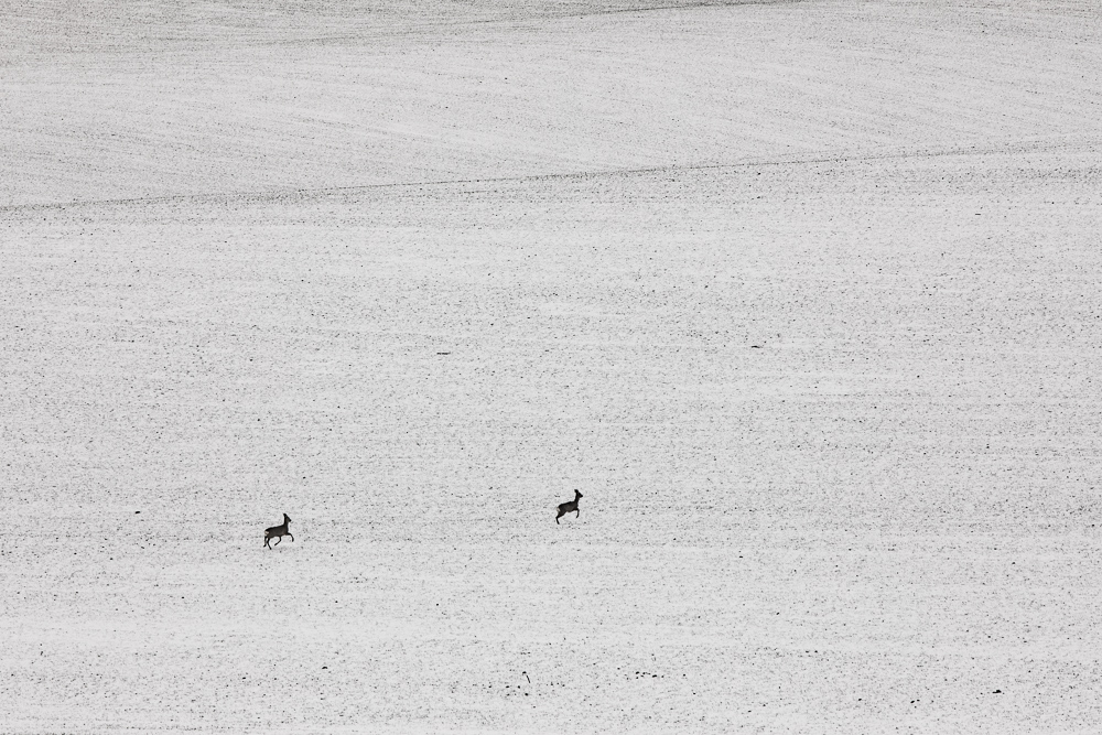 Zeit für ein Upgrade der Fotoausrüstung: Wildtiere auf einem verschneiten Feldern.