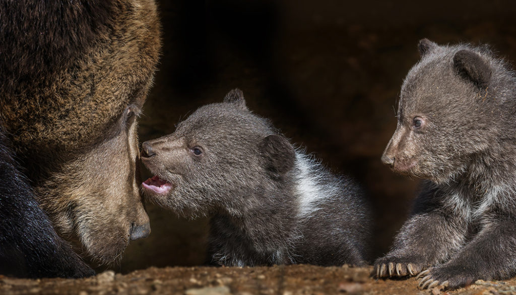 Tiere im Zoo fotografieren