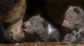 Tiere im Zoo fotografieren