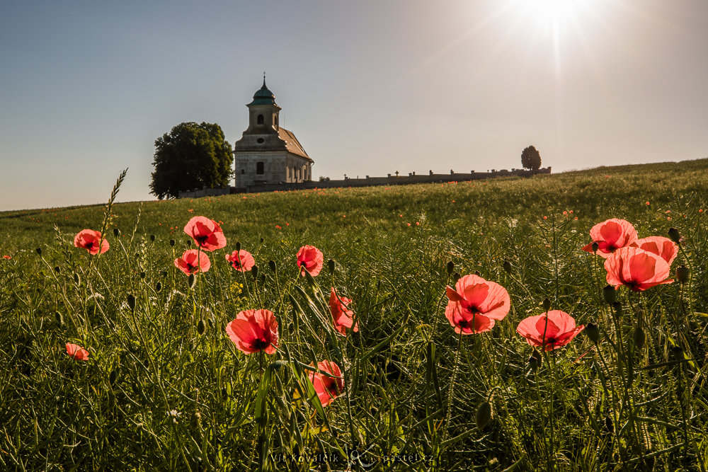 Wie verbessert man die Bildkomposition: Erster Versuch – die Mohnblumen befinden sich im Vordergrund.