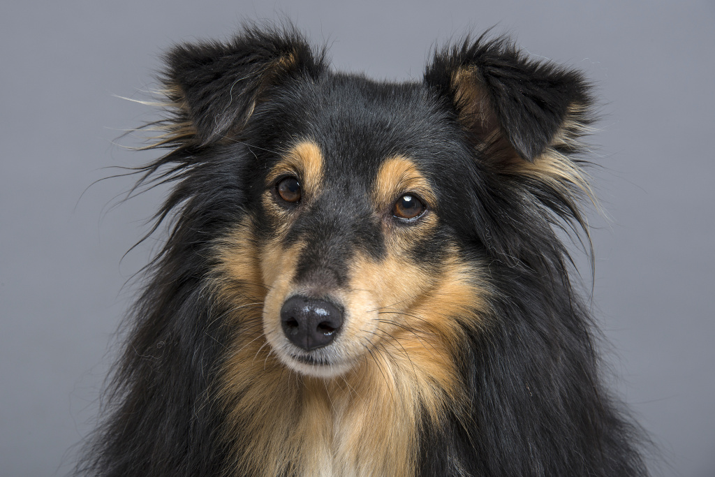 Hunde fotografieren: Bei diesem Porträt habe ich weiches Licht benötigt.