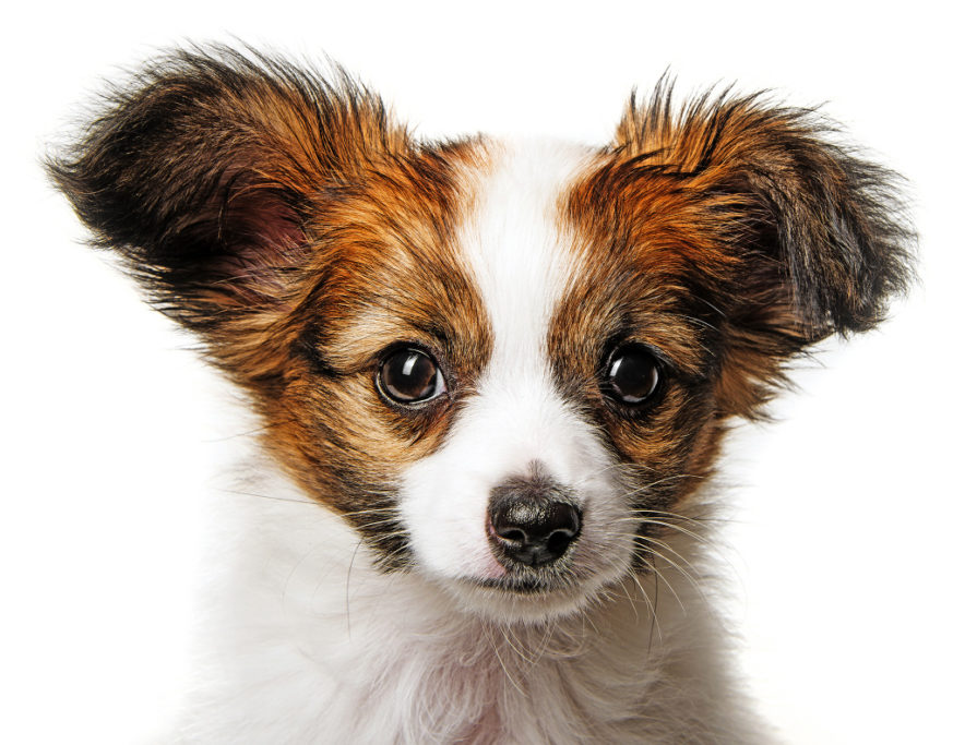 Hunde fotografieren: Für das Fotografieren des Welpens habe ich einen weißen Hintergrund gewählt.