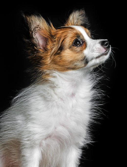 Hunde fotografieren: Sehr wirkungsvoll ist auch ein schwarzer Hintergrund.