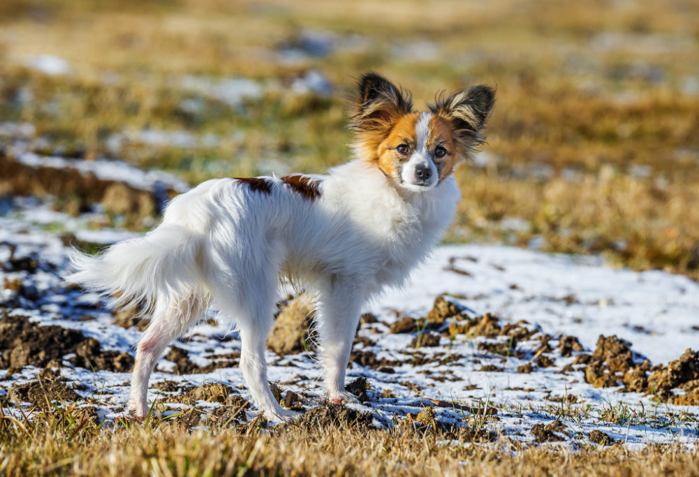 Hunde fotografieren: Der Hund sticht hierdurch hervor, während der Hintergrund leicht verschwommen ist und seine Farben mit dem Tier harmonieren.