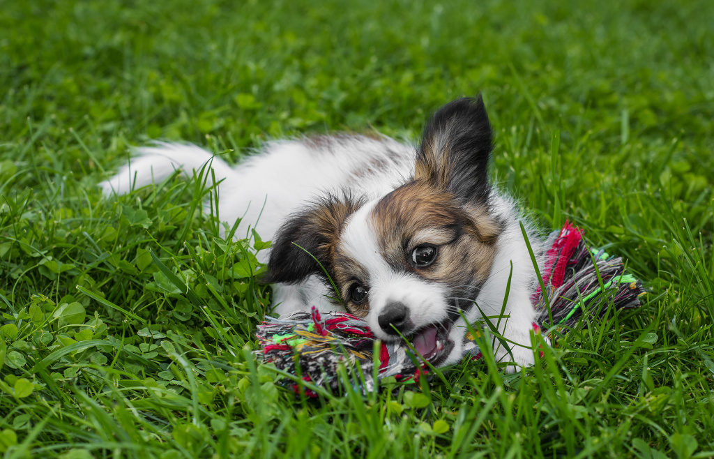 Hunde fotografieren: Sie können dem Hund während des Fotografierens auch ein Spielzeug geben.