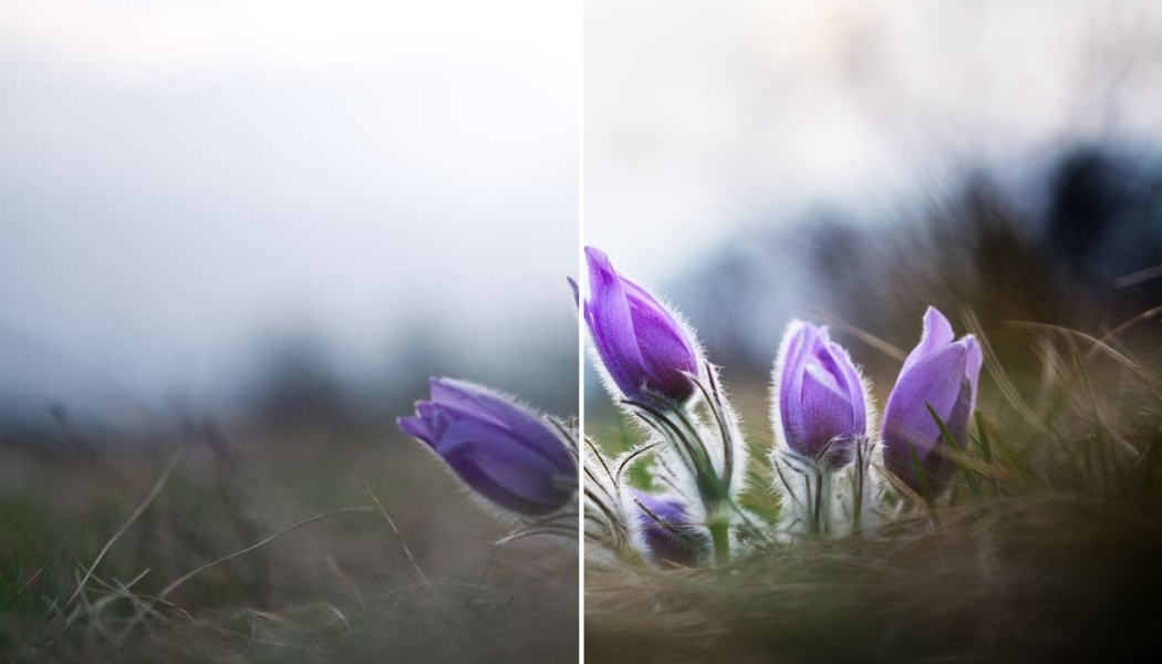 3 einfache Bearbeitungen für lebendigere Blumenfotos