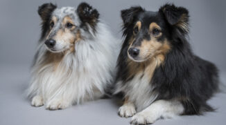 Hunde fotografieren - tolle Hundeporträts daheim und im Freien erstellen